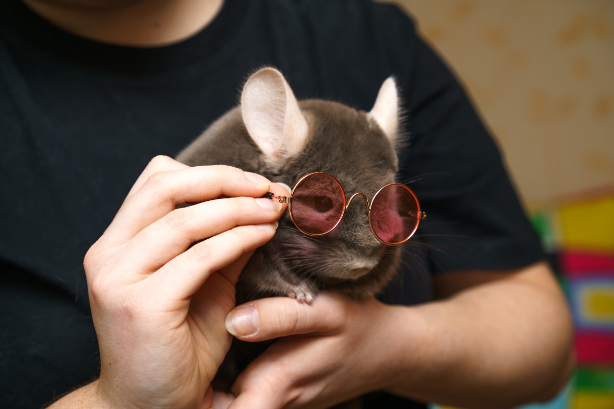 chinchilla à queue courte