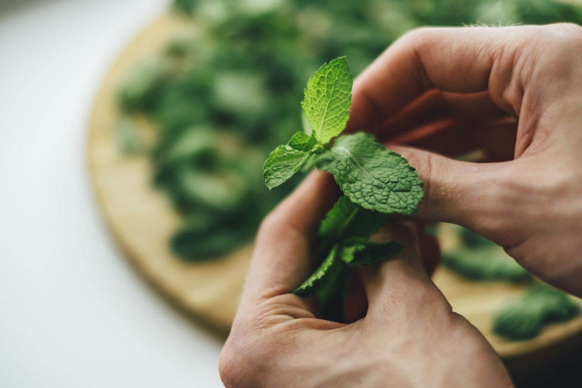 fraîcheur de la menthe au fil du temps