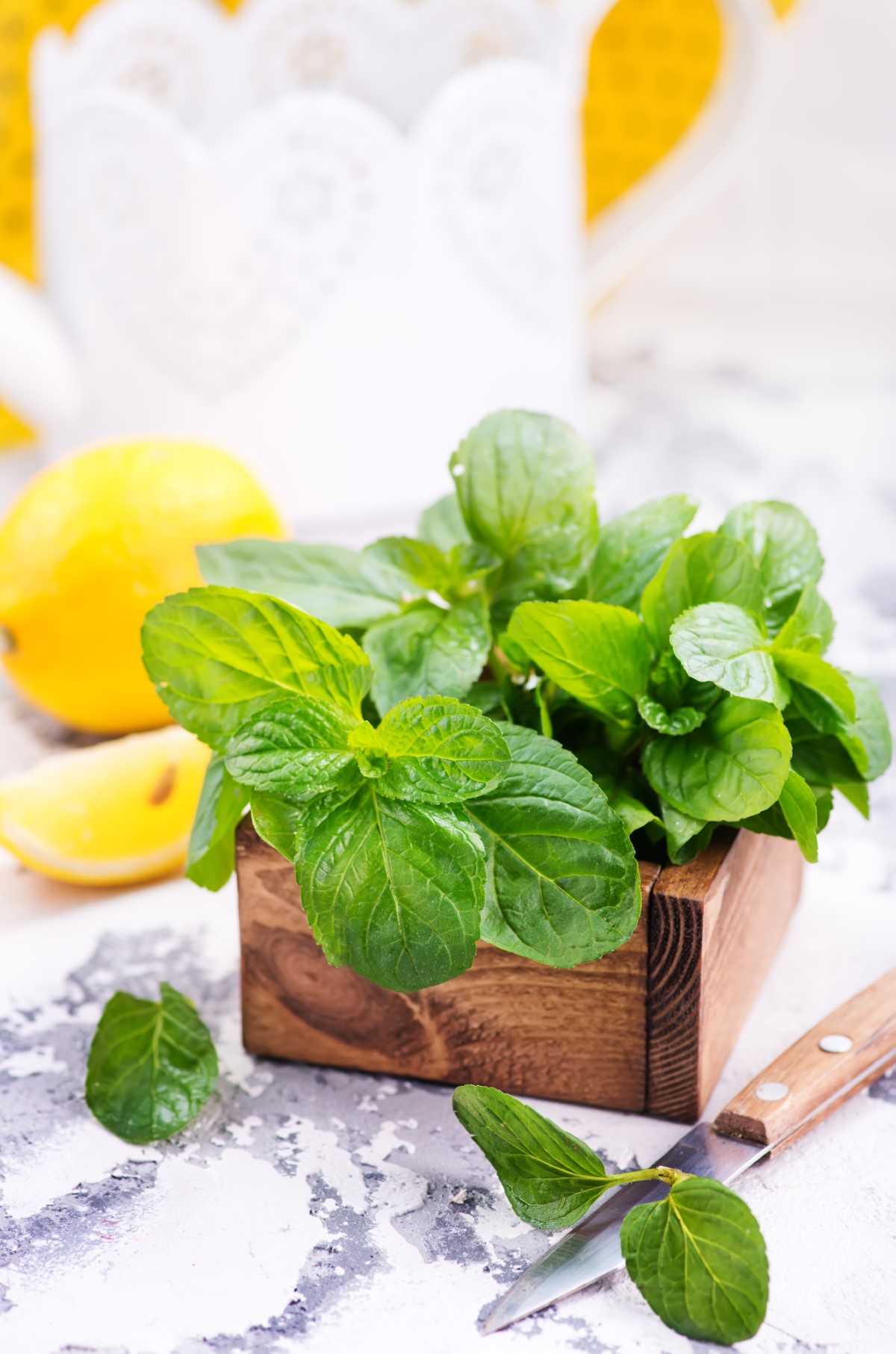 préserver la fraîcheur de la menthe
