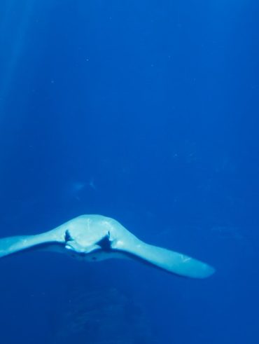 splendeur invertebrée des océans