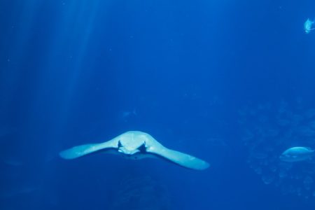 splendeur invertebrée des océans