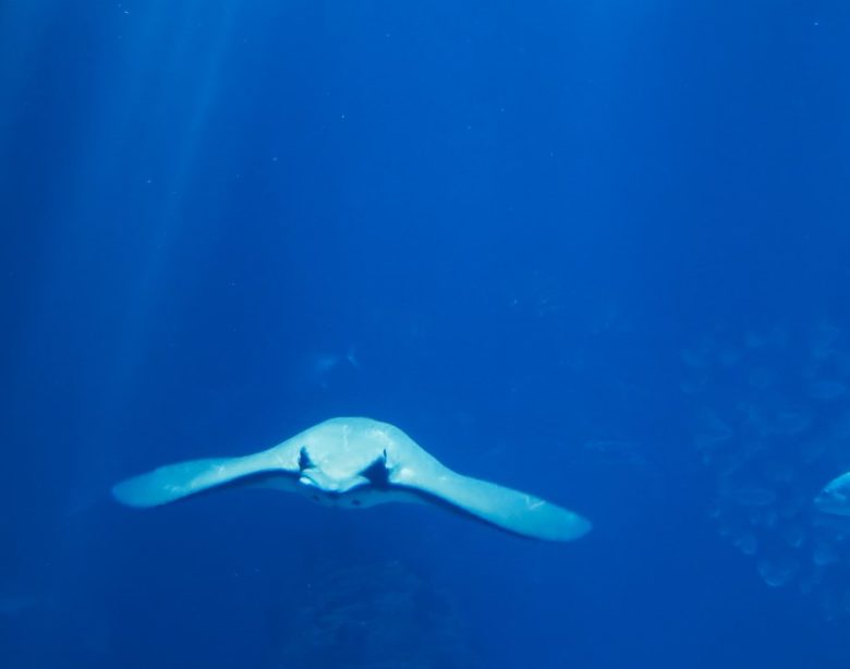 splendeur invertebrée des océans