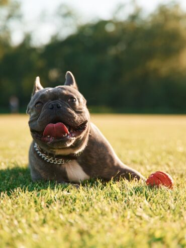 French bulldog is outdoors on the summer field
