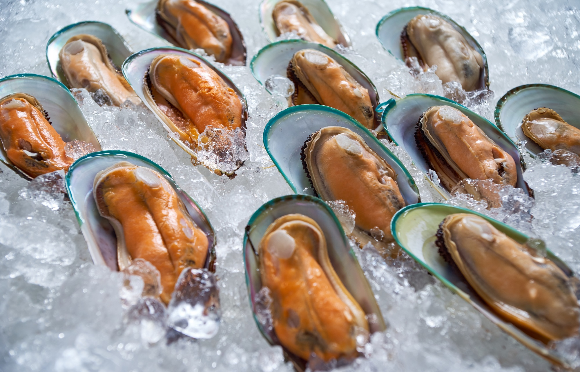 The opened mussels on the ice