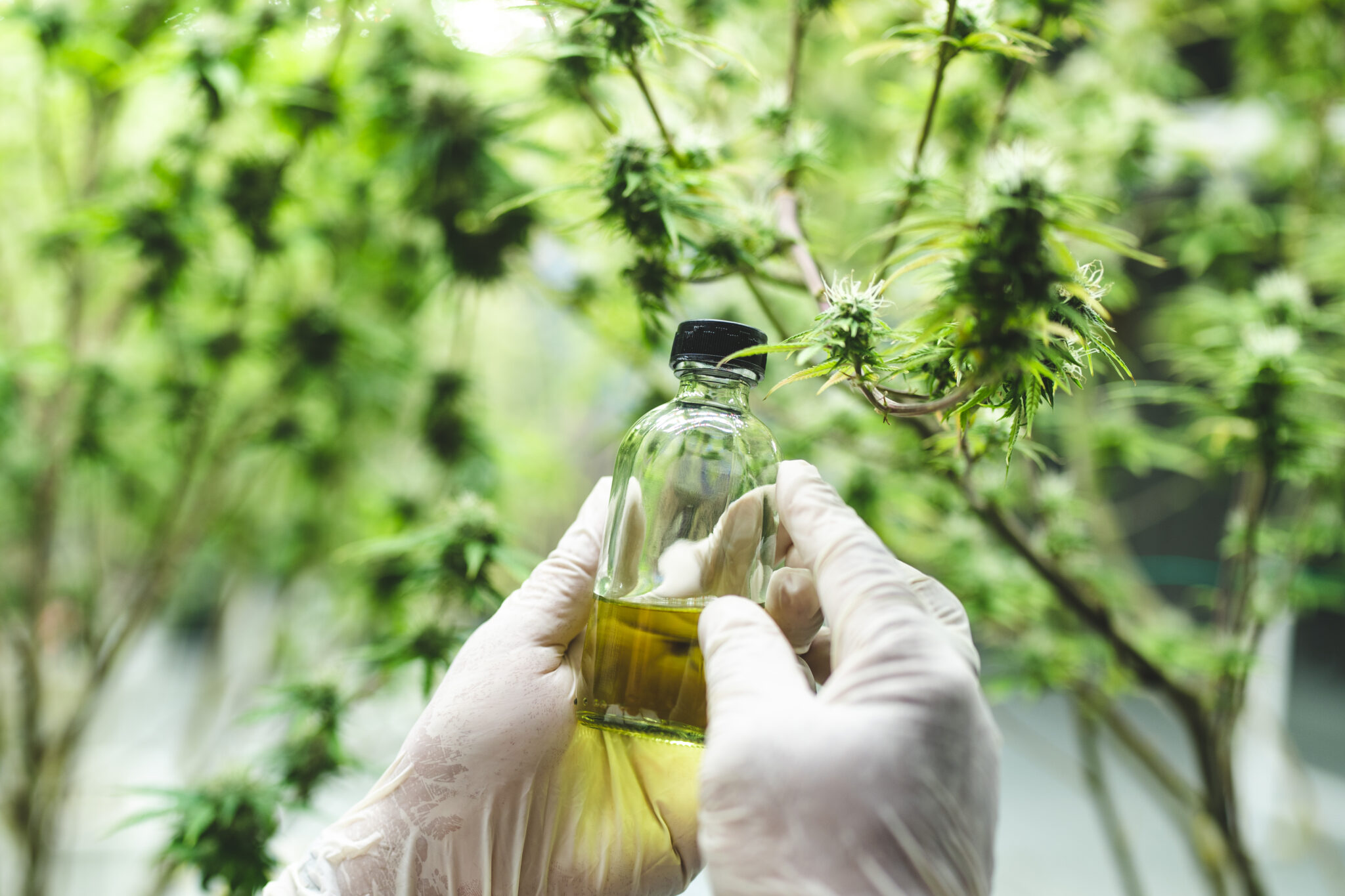 cbd