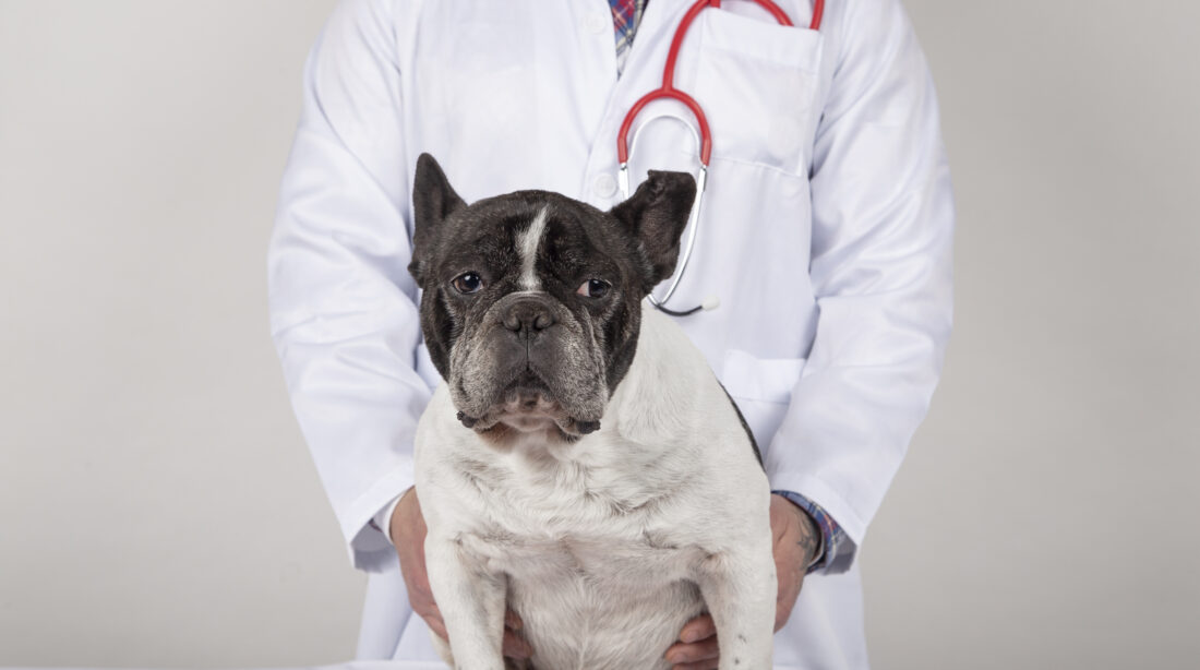 maladies du bouledogue français