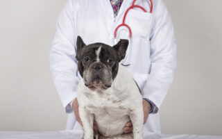 maladies du bouledogue français