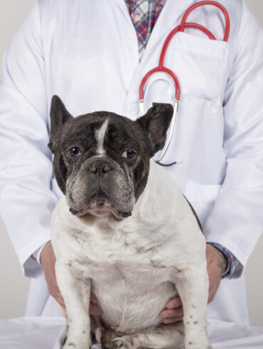 maladies du bouledogue français