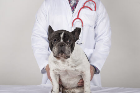 maladies du bouledogue français