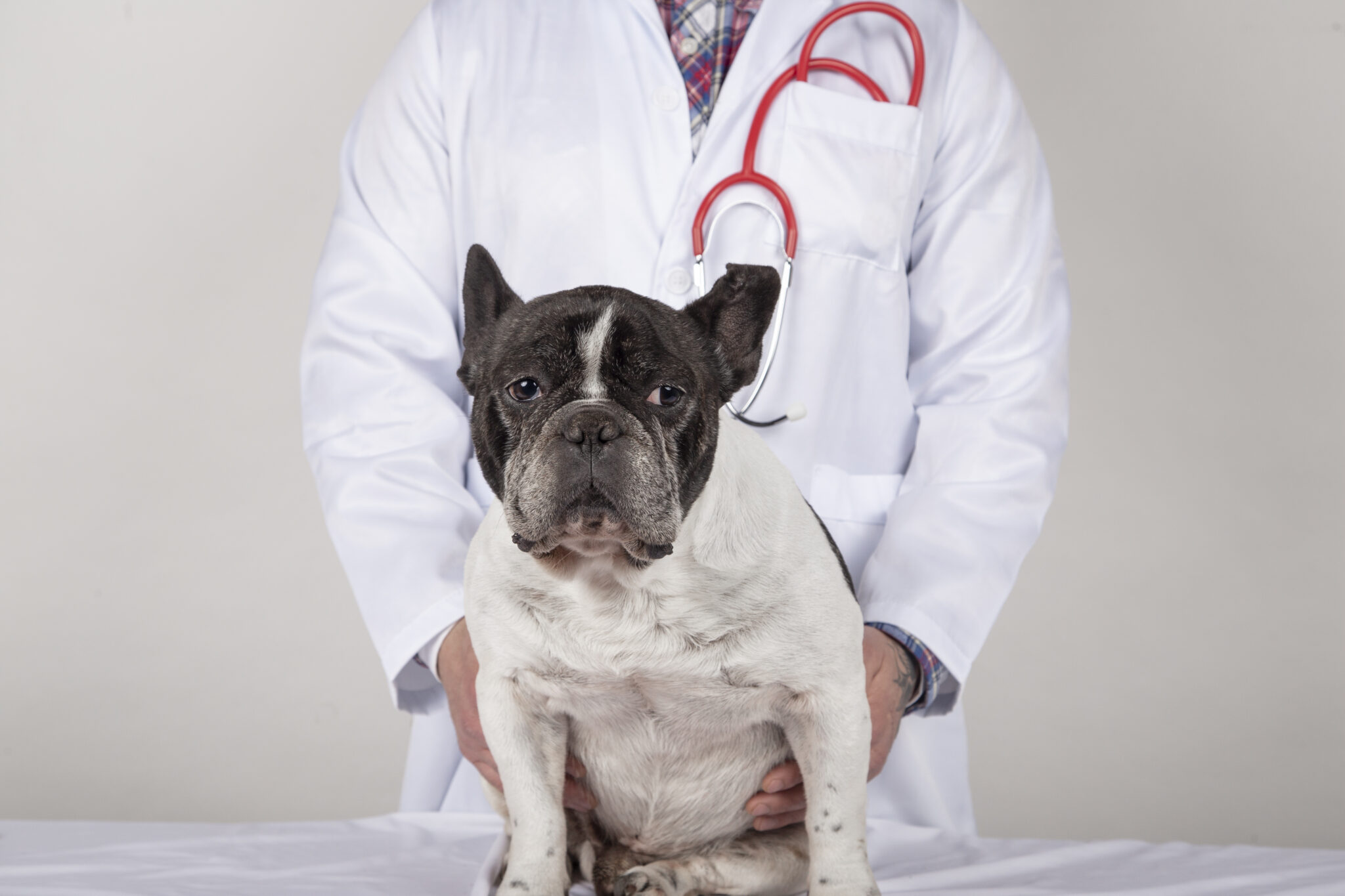 maladies du bouledogue français