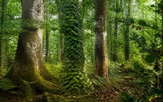 explorez notre liste complète des arbres dont le nom commence par la lettre h. découvrez leurs caractéristiques, origines et particularités pour enrichir vos connaissances botaniques.