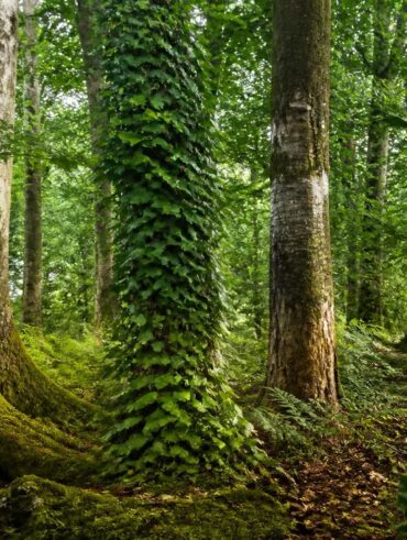 explorez notre liste complète des arbres dont le nom commence par la lettre h. découvrez leurs caractéristiques, origines et particularités pour enrichir vos connaissances botaniques.