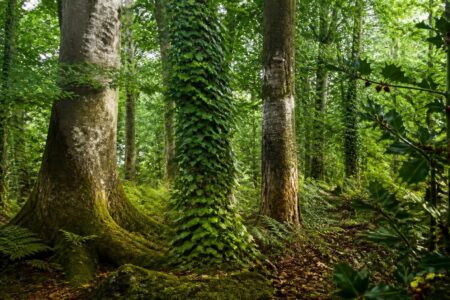 explorez notre liste complète des arbres dont le nom commence par la lettre h. découvrez leurs caractéristiques, origines et particularités pour enrichir vos connaissances botaniques.