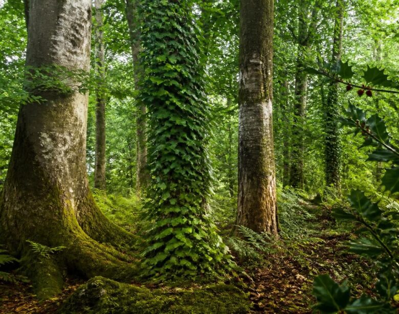 explorez notre liste complète des arbres dont le nom commence par la lettre h. découvrez leurs caractéristiques, origines et particularités pour enrichir vos connaissances botaniques.