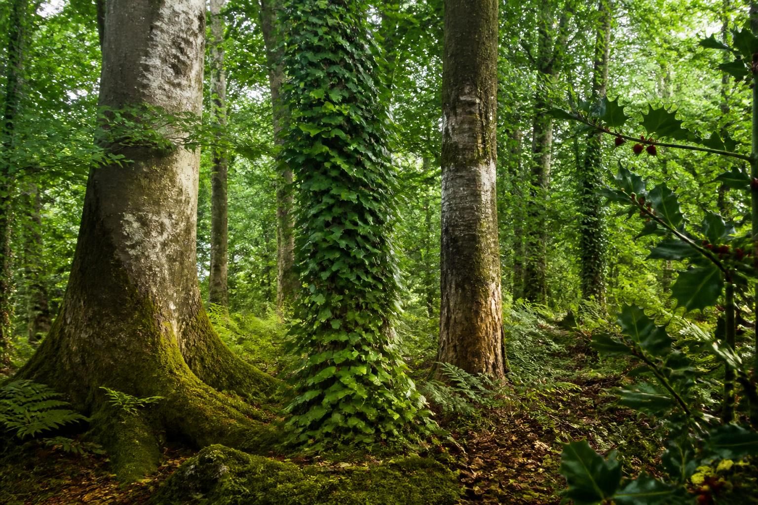 explorez notre liste complète des arbres dont le nom commence par la lettre h. découvrez leurs caractéristiques, origines et particularités pour enrichir vos connaissances botaniques.