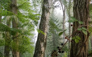 découvrez notre guide ultime sur les noms d'arbres en r, avec une liste complète des arbres commençant par la lettre r à consulter pour vos projets et recherches.