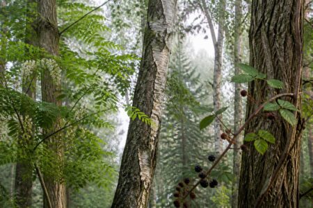 découvrez notre guide ultime sur les noms d'arbres en r, avec une liste complète des arbres commençant par la lettre r à consulter pour vos projets et recherches.